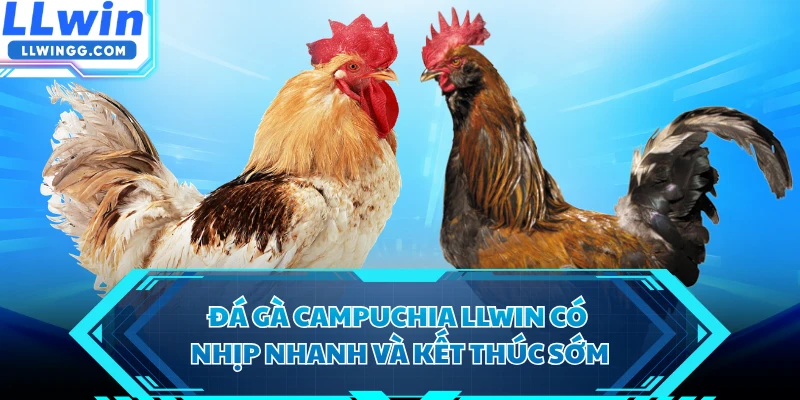 Đá gà Campuchia LLWIN có nhịp nhanh và kết thúc sớm