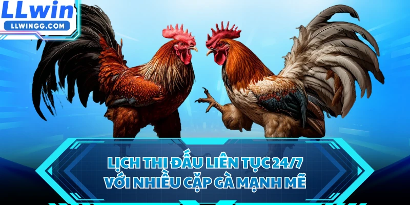 Lịch thi đấu liên tục 24/7 với nhiều cặp gà mạnh mẽ